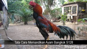 Tata Cara Memandikan Ayam Bangkok S128